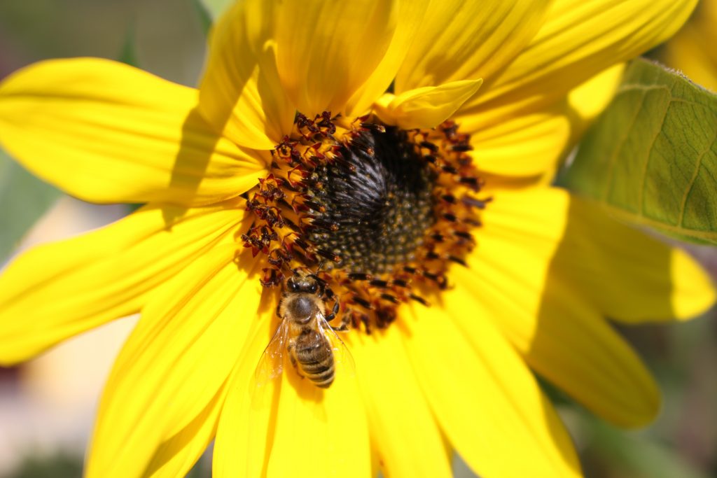 Pestujeme pre včely. Autor: Jana Mahútová