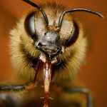 Línie matiek „slovenskej kranskej včely“
