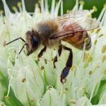 Začal sa nový ročník súťaží BPP a Bee Art